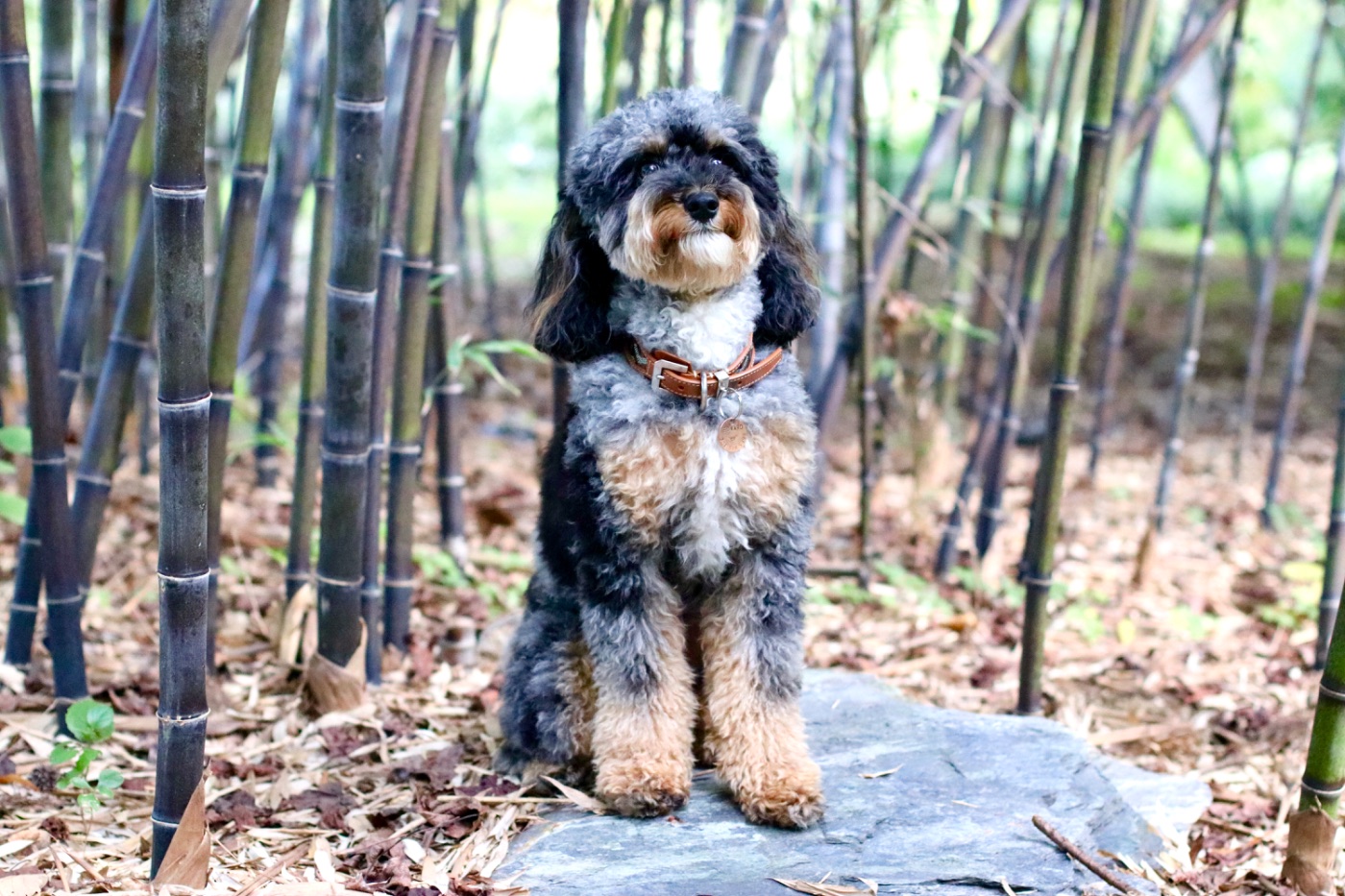Edward at Duke Gardens, bamboo grove
