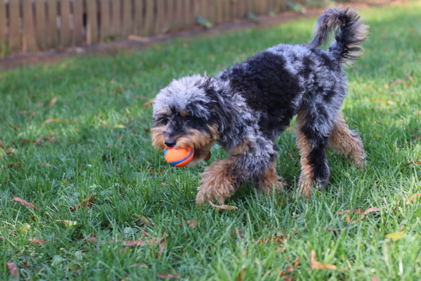 Edward at the residence, with ball